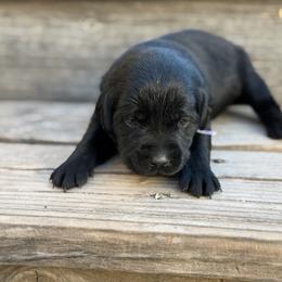 Lavender - Black female Labrador Retriever puppy in Paulden, Arizona from Carefree Samoyeds & Deserthills Labradors