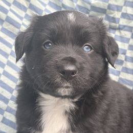 Tug - Black & white Australian Shepherd puppy in New Hampshire from A to Z Australian Shepherds