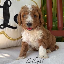 Orange girl - Red  female Goldendoodle puppy in Wilmington, North Carolina from Wrightsville Beach GoldenDoodles