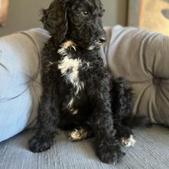 Goldendoodle Puppies from Amy’s Goldendoodles
