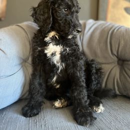 Goldendoodle Puppies from Amy’s Goldendoodles