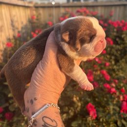 Madden - Red male Bulldog puppy in Fort Oglethorpe, Georgia from Jhuntfrenchies