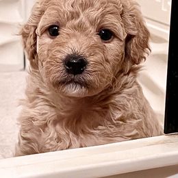 Maltipoo Puppies from Sheryls Puppies