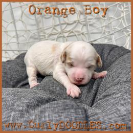 Orange Boy - Parti male Goldendoodle puppy in Taneytown, Maryland from Curlydoodles