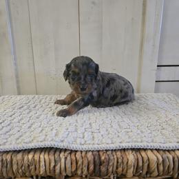Alexander - Merle male Cavapoo puppy in Floyd, Virginia from Hearts and Paws Poodles and Doodles