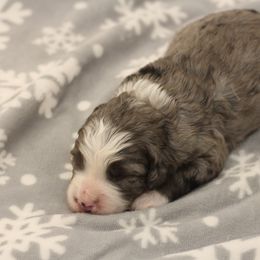 Boy 2 - Merle Bernedoodle puppy in Sheridan, Wyoming from Big Horn Bernedoodles