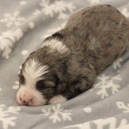 Boy 2 - Merle Bernedoodle puppy in Sheridan, Wyoming from Big Horn Bernedoodles
