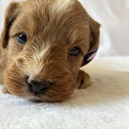 Pleakley - Red male Cavapoo puppy in Adrian, Oregon from ApplebyFarm
