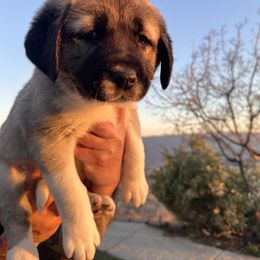 Anatolian Shepherd Dog Puppies from WanderDogs.Co