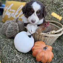Australian Shepherd Puppies from Zermeno Ranch