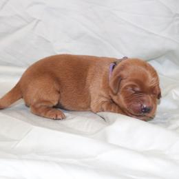 Macaron - Dark golden female Golden Retriever puppy in New Weston, Ohio from Bertke AKC Golden Retrievers and Bernese Mountain Dogs