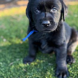 Blue - Black male Labrador Retriever puppy in Paulden, Arizona from Carefree Samoyeds & Deserthills Labradors