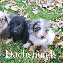 Dachshund Puppies from Ivy Willow Dachshunds
