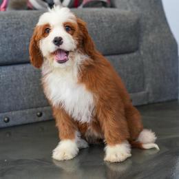 Allie (socialization program student) - Red female Bernedoodle puppy in Dundee, Ohio from Down Home Doodle