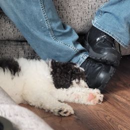 Poodle Puppies from Dogtastic Kennels