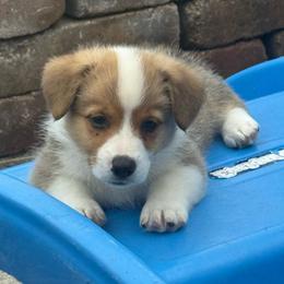 Sorrel - Red male American Corgi puppy in Scottown, Ohio from Wyndy Ridge Corgis