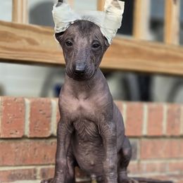 Tizoc - Black male Xoloitzcuintli puppy in Ethridge, Tennessee from Royalty Reigns Xolos