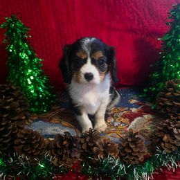 Monty - Tri-color male Cavalier King Charles Spaniel puppy in Pennsylvania from Julie's Cavalier King Charles Spaniels