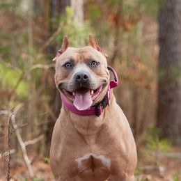 Cali Girl - American Pit Bull Terrier