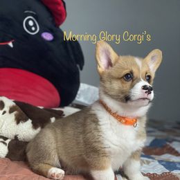 Pembroke Welsh Corgi Puppies from Morning Glory Corgis