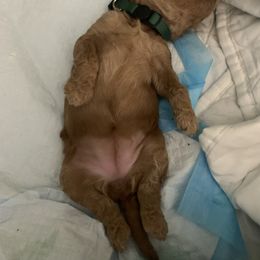 Goldendoodle Puppies from Puppy Paws