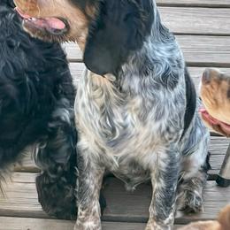 Merlot - English Springer Spaniel