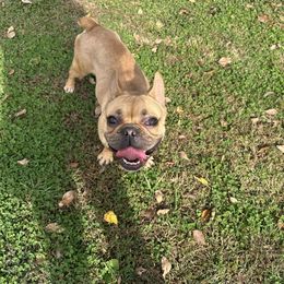 Boy 1 - Fawn and white French Bulldog puppy in Cabool, Missouri from Jessica's French Bulldogs and Dachshunds