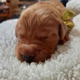 Girl 4 - female Golden Retriever puppy in Fort White, Florida from Triple-s-kennel