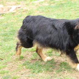 Miniature American Shepherd and Miniature Australian Shepherd All Grown Up from Taylor Made Aussies  & Taylor Made Miniature American Shepherd