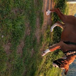 Boxer Puppies from Whynot Blue Ridge Mountain Boxer's