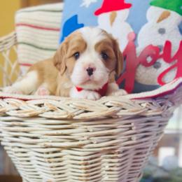 Buddy - Blenheim male Cavalier King Charles Spaniel puppy in El Dorado Springs, Missouri from Cavish's Missouri Cavaliers, Cavapoos, and Miniature Poodles