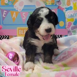 Seville - Tri-color female Bernedoodle puppy in Beecher, Illinois from Erica’s Doodles