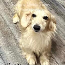 Dusty - Dachshund