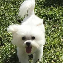 Maltese and Morkies from Heavenly Paws