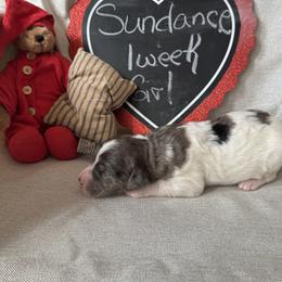 Sundance - Merle female Saint Berdoodle puppy in Traverse City, Michigan from Bare Paws Saint Berdoodles