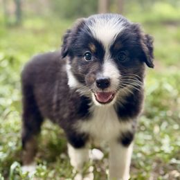 Coca-Cola - Black tri-color female Australian Shepherd puppy in Athens, Texas from Quintessential Aussies