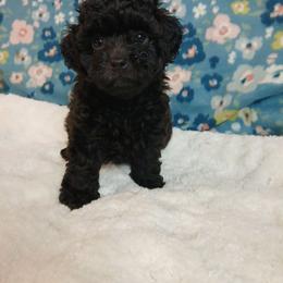 Kolter - Black male Havapoo puppy in Blanch, North Carolina from Faithful Hearts Kennel