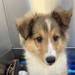Shetland Sheepdogs from Cedar Hill Kennels