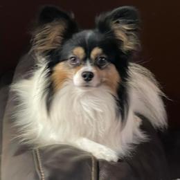 Peaches - White black and tan female Papillon puppy in Central Florida, Florida from Sunshine Papillons Central Florida