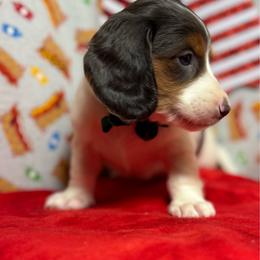Hendrix - Blue and tan male Dachshund puppy in Somerset, Pennsylvania from Rae’s Dapper Dachshunds