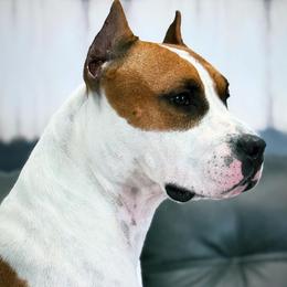 Monster - American Staffordshire Terrier