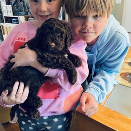 Tiger Woods - Brown Barbet puppy in New Bedford, Massachusetts from Barbie's Barbets