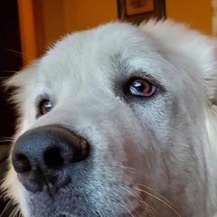 Great Pyrenees from MAKA Farms