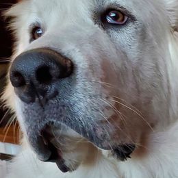 Great Pyrenees from MAKA Farms