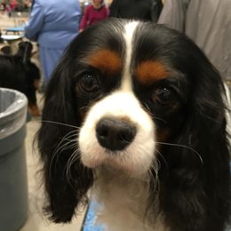 Monroe - Cavalier King Charles Spaniel