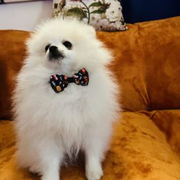 Mishka - White male Pomeranian puppy in St. Louis, Missouri from Saint Louis Pomeranian babies