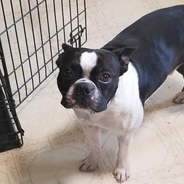 Boston Terriers from Moore Bostons 2 Love