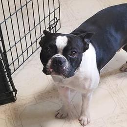 Boston Terriers from Moore Bostons 2 Love