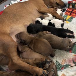 Dachshund Puppies from Branton Family Dachshunds