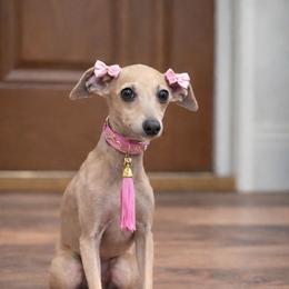 Ella - Blue fawn female Italian Greyhound puppy in Jacksonville, Alabama from Adornare Kennels